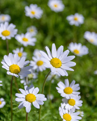  spring and daisies