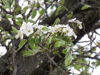 Blüten