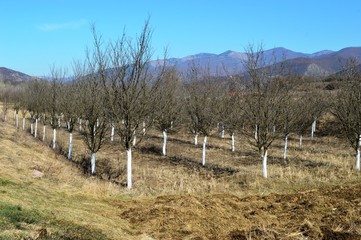 Fototapeta na wymiar a rural orchard in the fall