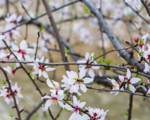 blooming cherry tree in spring