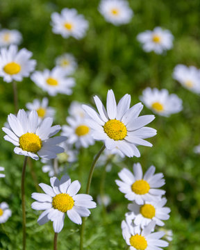 Fototapeta  spring and daisies