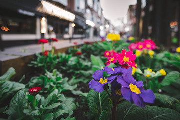flowers in the street
