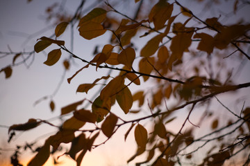 Ast bei Sonnenuntergang
