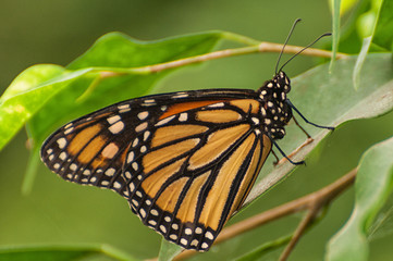 Monarchfalter