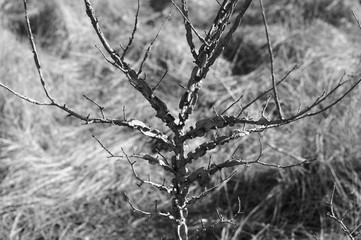 branches of dry autumn plants