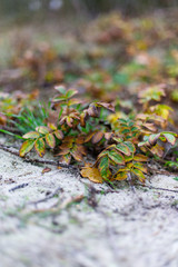 Strandpflanze