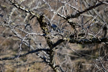 interesting branches of dry autumn plants