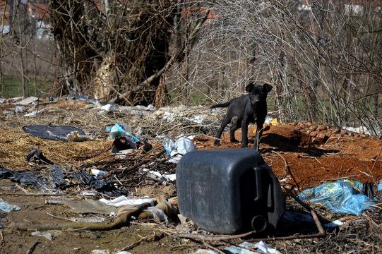 a little black puppy on a dump