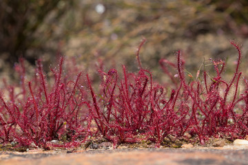 Drosera alba auf dem Gifberg, Vanrhynsdorp, Western Cape, Südafrika