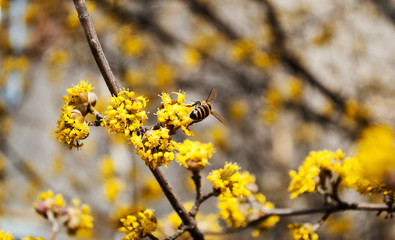 Yellow flowers. The concept of the arrival of spring.Honey production.  Flowering apple tree in spring. Blooming tree, close up. Honey Bee collects pollen from fruit tree. Dogwood tree in bloom.