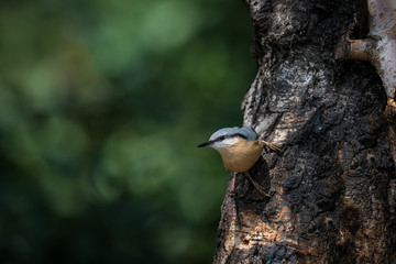 Kleiber - Sitta europaea