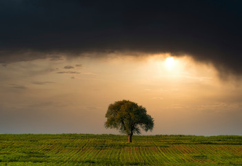 lonely tree in a field under a stormy sky - obrazy, fototapety, plakaty