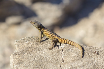Eidechse in der Nähe von Betty's Bay, Western Cape, Südafrika