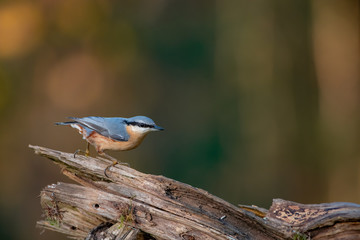 Kleiber - Sitta europaea