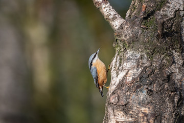 Kleiber - Sitta europaea