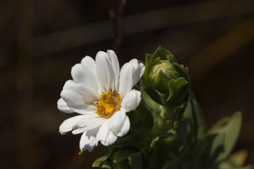 Osmitopsis asteriscoides im Fernkloof Nature Reserve, Hermanus, Western Cape, Südafrika