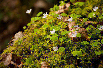 Beautiful Spring flowers
