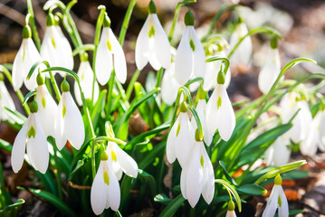 Snowdrops in spring forest