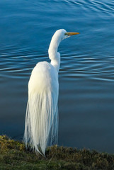 Egret Scans the Shoreline at Santee Lakes in California