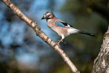 Eichelhäher - Garrulus glandarius