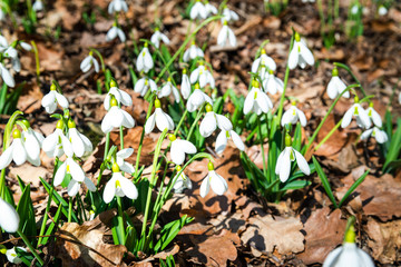 Snowdrops in spring forest