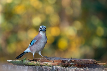 Eichelhäher - Garrulus glandarius