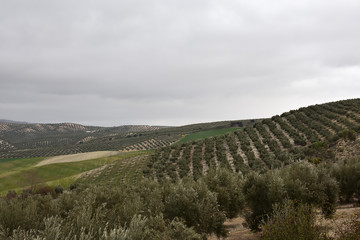 Fototapeta na wymiar Black clouds loom over the olive grove in Andalusia