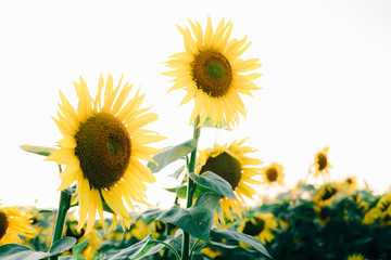 a field of beautiful bright colors of sunflowers in the sunset time in the summer