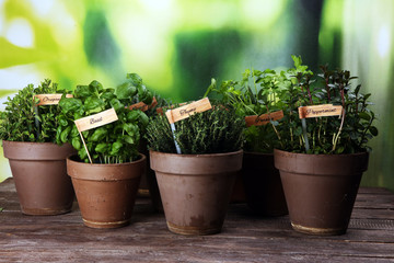 Homegrown and aromatic herbs in old clay pots. Set of culinary herbs. Green growing sage, oregano, thyme, savory, mint and oregano with lavender with labels