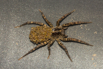 Wolfsspine mit Kindern in Virginia, Spiderling