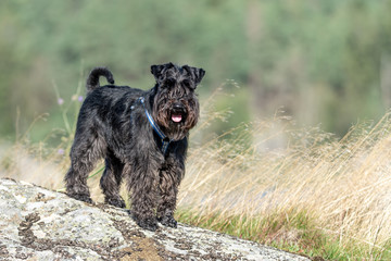 Happy dog, black miniature schnauzer, stands on a cliff in the nature. Blurred green background with copy space for text.
