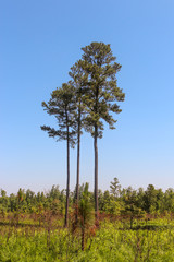 Obraz premium Sumpfkiefer (Pinus palustris) in Virginia, USA
