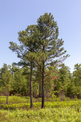 Fototapeta na wymiar Sumpfkiefer (Pinus palustris) in Virginia, USA