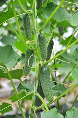 Cucumbers grow in greenhouses