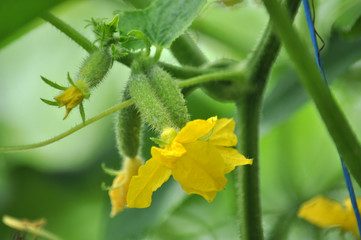 Cucumbers grow in greenhouses