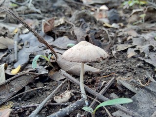 The poisonous mushroom in the nature background