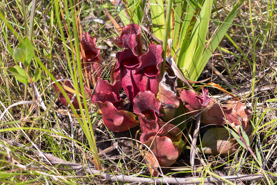 Sarracenia purpurea ssp. venosa in North Carolina