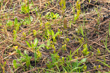 Venusfliegenfalle (Dionaea muscipula) in North Carolina