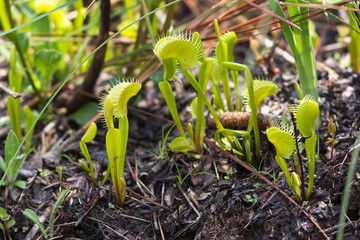 Venusfliegenfalle (Dionaea muscipula) in North Carolina © Christian Dietz