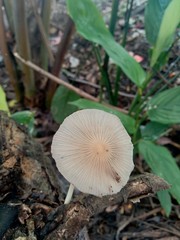 The poisonous mushroom in the nature background