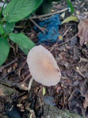 The poisonous mushroom in the nature background