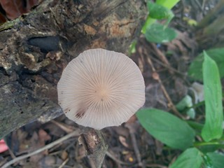 The poisonous mushroom in the nature background