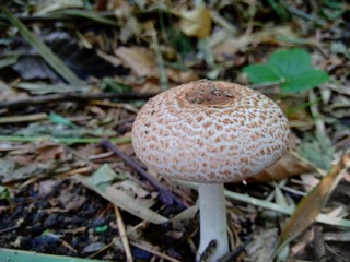 The poisonous mushroom in the nature background