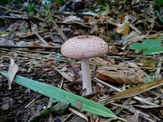 The poisonous mushroom in the nature background