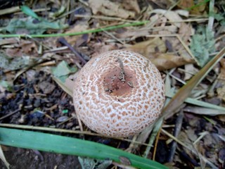 The poisonous mushroom in the nature background