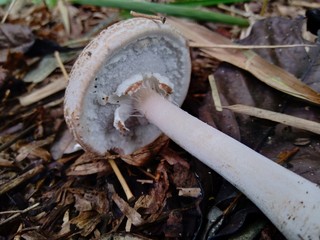 The poisonous mushroom in the nature background