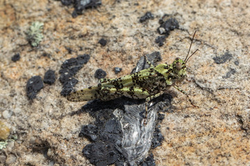 Grashüpfer im Little River Canyon National Preserve, Alabama, USA