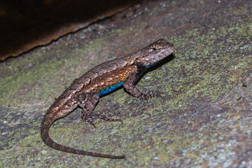 Blue Belly Lizard im Little River Canyon, Alabama, USA