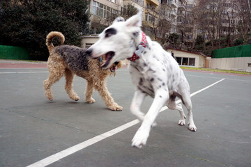 two dogs playing in park