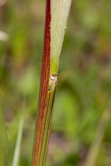 Exyra semicrocea in Sarracenia leucophylla im Splinter Hill Bog, Alabama, USA